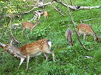 南アルプス国立公園におけるニホンジカ