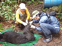 ツキノワグマへの発信器装着作業