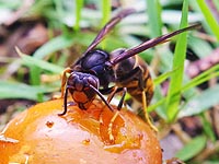 落ちたカキの実を舐めるツマアカスズメバチ