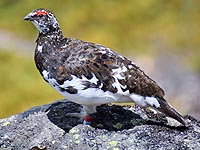 乗鞍岳のライチョウ