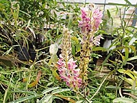 圃場で栽培されているホソバフジボグサ