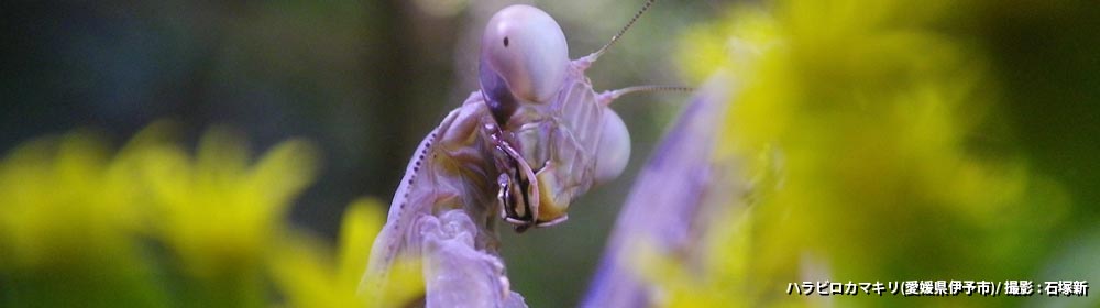 ハラビロカマキリ（愛知県伊予市）/ 撮影 : 石塚新