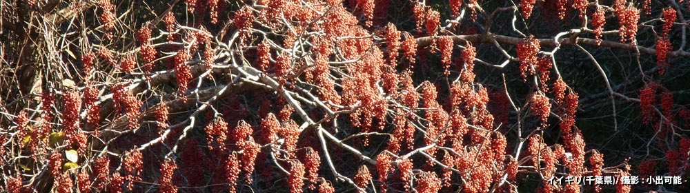 イイギリ（千葉県）/ 撮影 : 小出可能