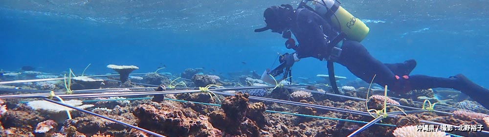 沖縄県/ 撮影 : 北野裕子