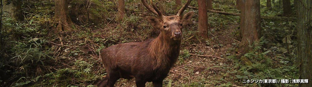 ニホンジカ（東京都）/ 撮影 : 浅野真輝