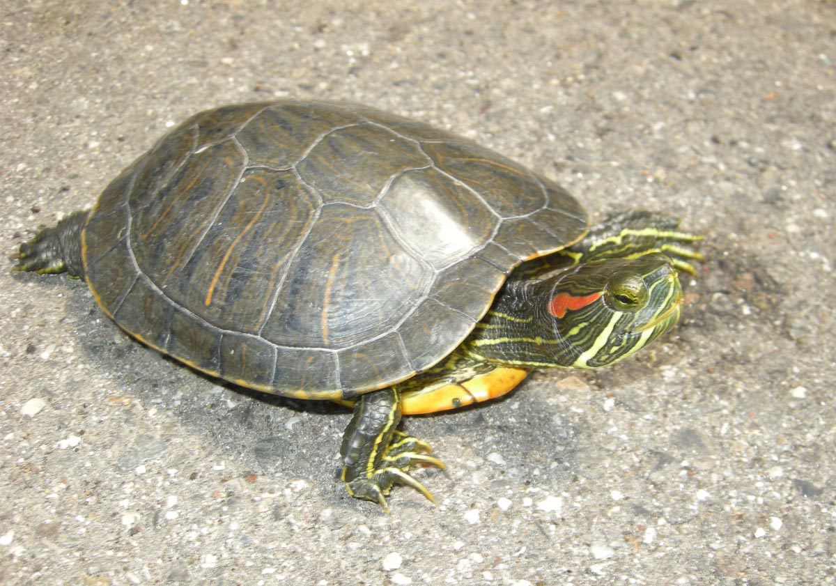 ミシシッピアカミミガメ