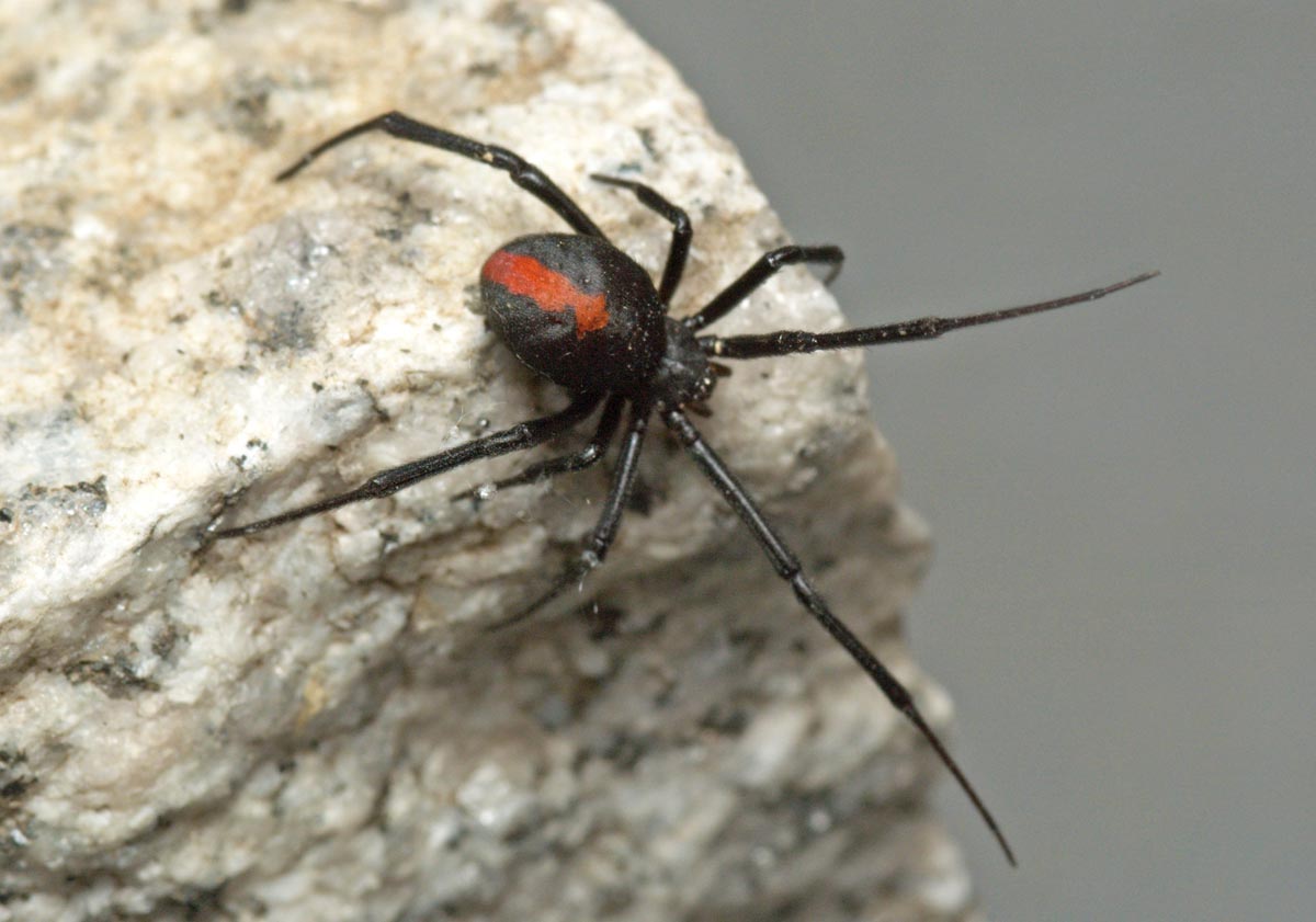 セアカゴケグモ