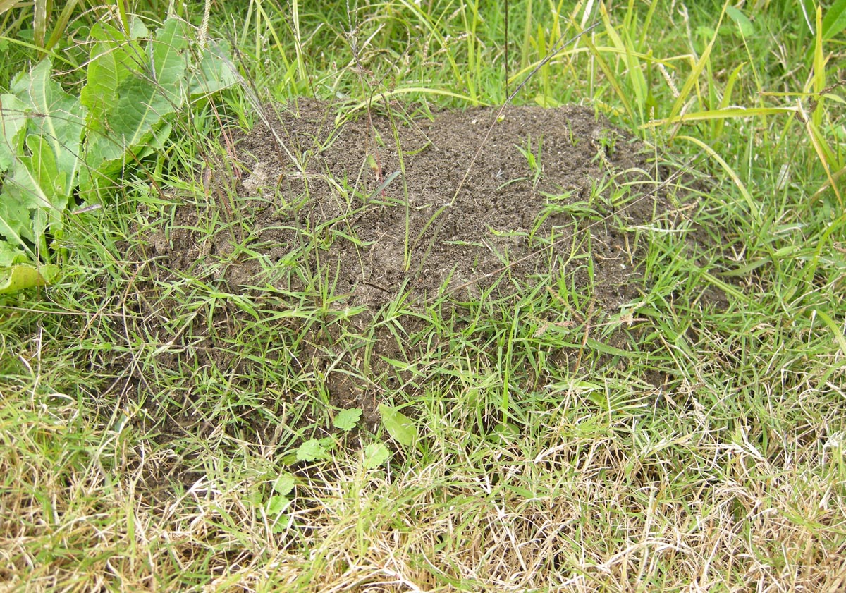 ヒアリのアリ塚