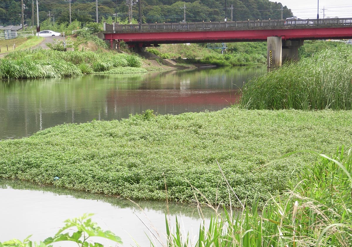 繁茂して水面を覆い尽くしたナガエツルノゲイトウ