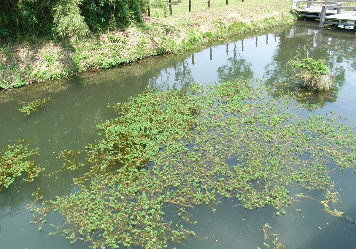 繁茂したオオフサモ