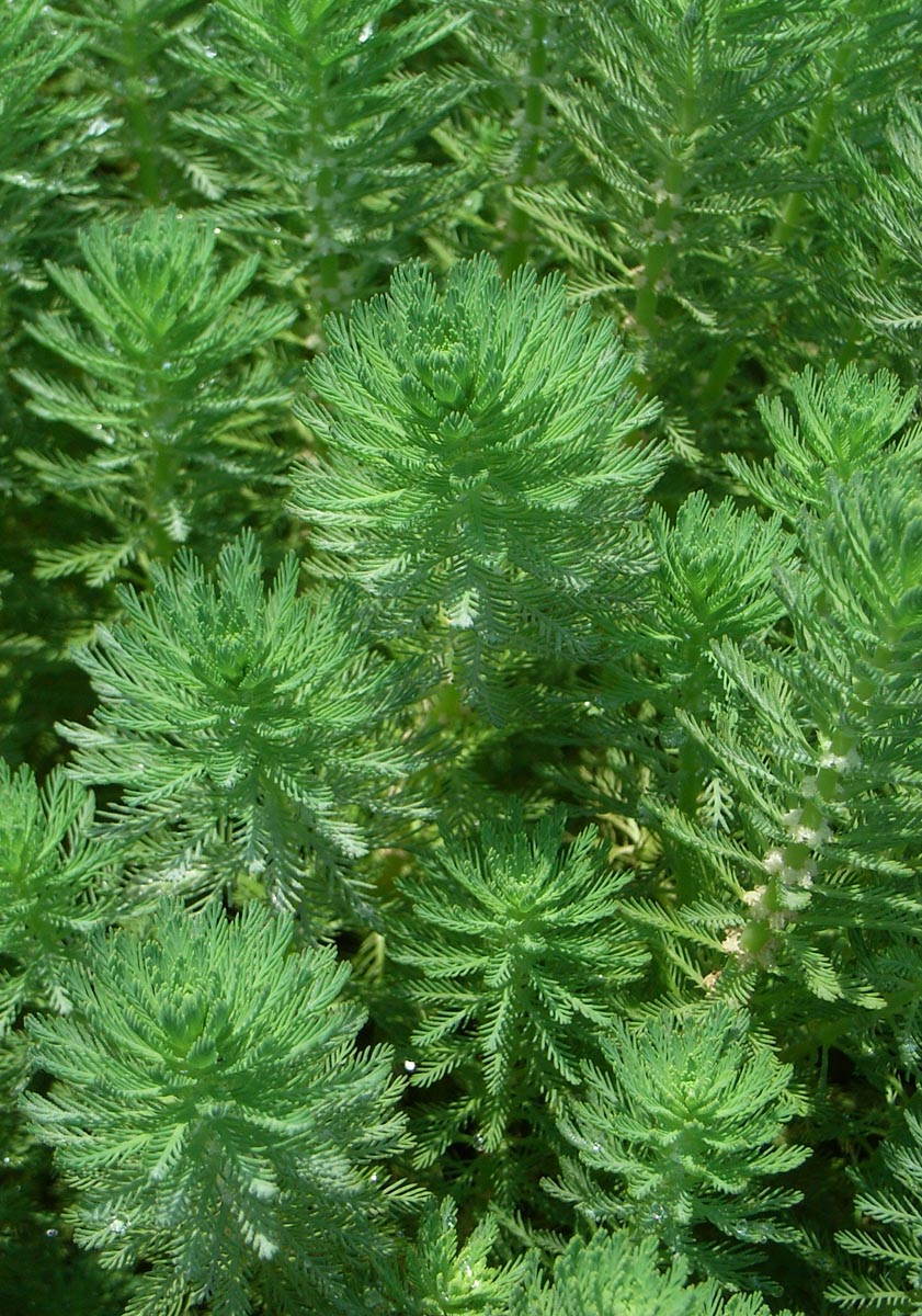 オオフサモの葉と花