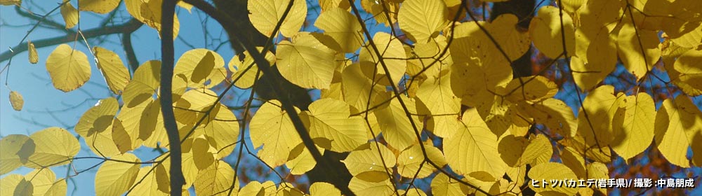 ヒトツバカエデ（岩手県）/ 撮影 : 中島朋成