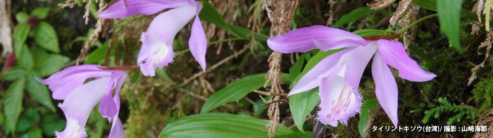 タイリントキソウ（台湾）/ 撮影 : 山崎海都